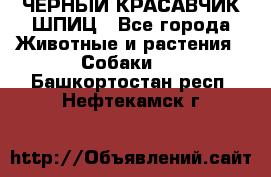 ЧЕРНЫЙ КРАСАВЧИК ШПИЦ - Все города Животные и растения » Собаки   . Башкортостан респ.,Нефтекамск г.